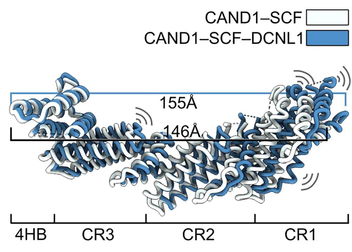 Open access visualization of Protein Structure, Conformational Flexibility, CUL1NTD, DCNL1 Binding