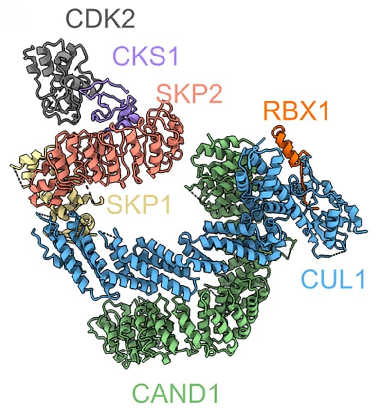 Open access visualization of Protein Structure, Chemical Structure, Ribbon Representation, Molecular Model, CAND1-SCF