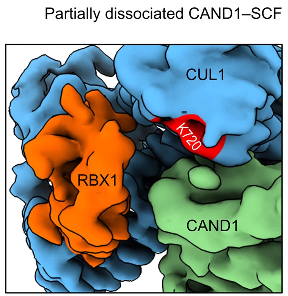 Open access visualization of Protein Structure, Surface Representation, Cryo-EM, CAND1-SCF, RBX1RING