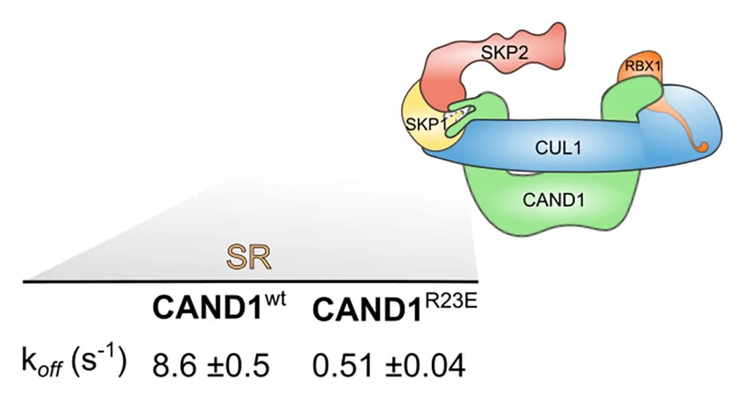 Open access visualization of Illustration, Chemical Structure, Dissociation Kinetics, SKP1/SKP2, CAND1 Variants