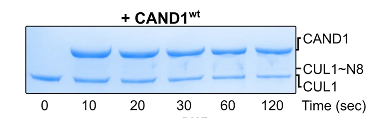 Open access visualization of Gel, In Vitro, CUL1/RBX1, Neddylation Assay, Wild-Type CAND1