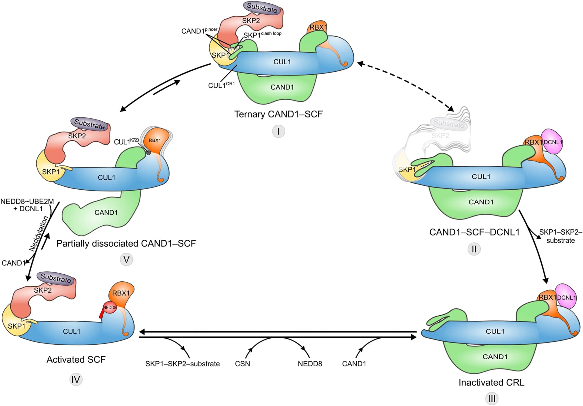 Open access visualization of Workflow, Illustration, CAND1-SCF, CUL1CR1, SKP1