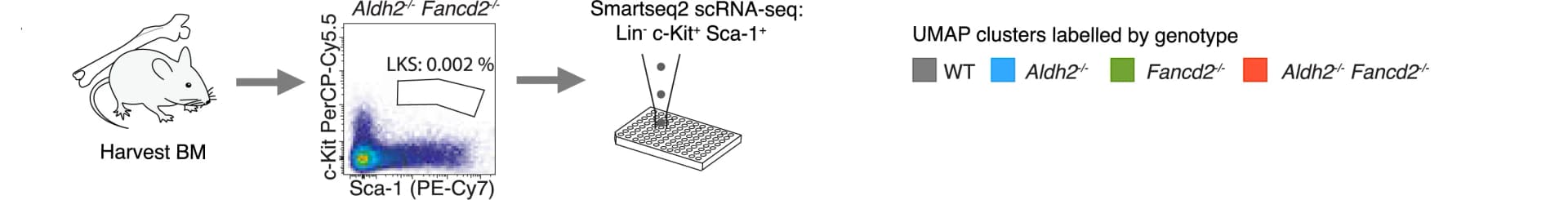 Open access visualization of Scatter Plot, UMAP, Workflow, scRNA-seq, LKS Cells