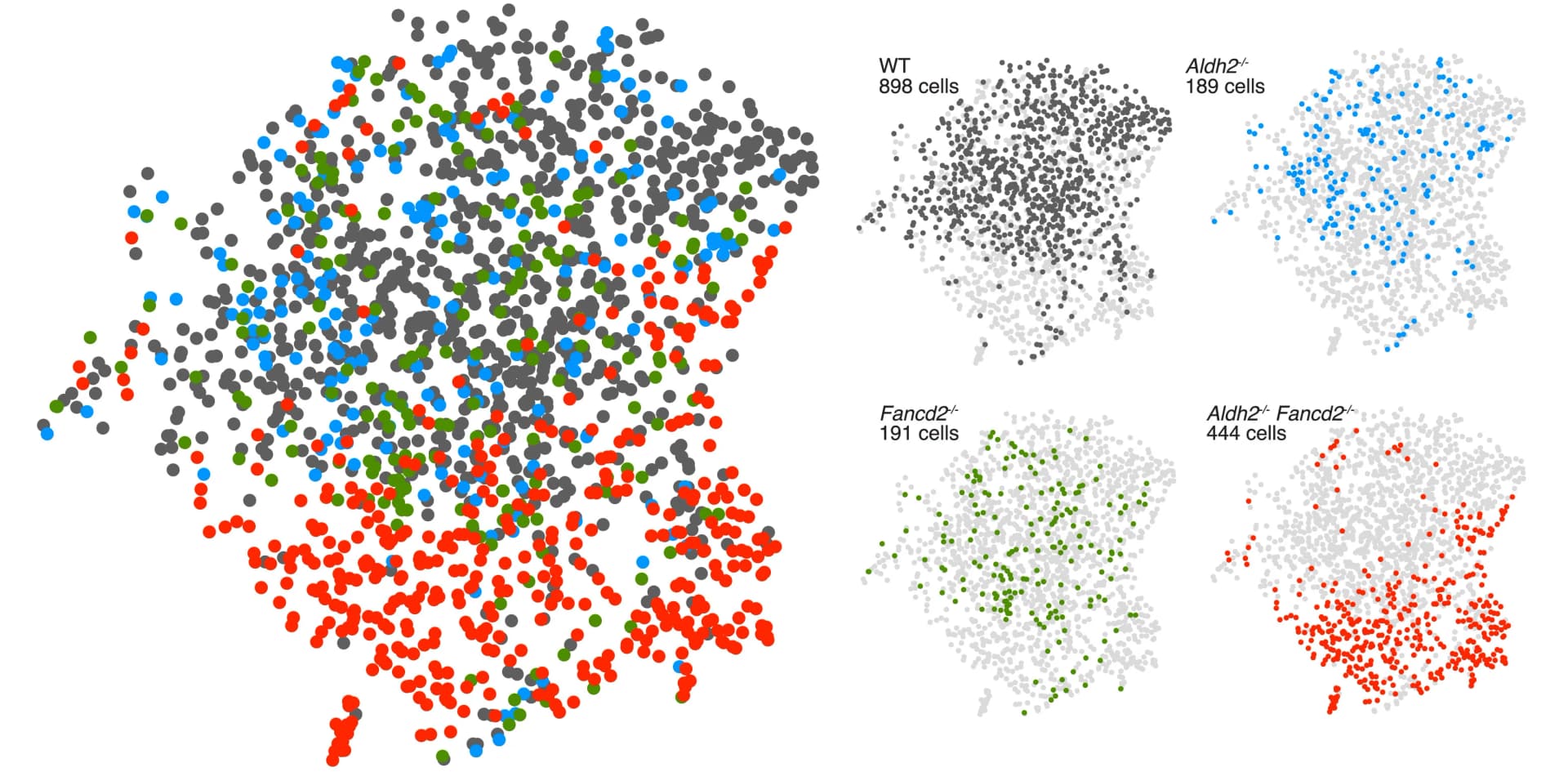 Open access visualization of Scatter Plot, UMAP, LKS Transcriptomes, Genotype