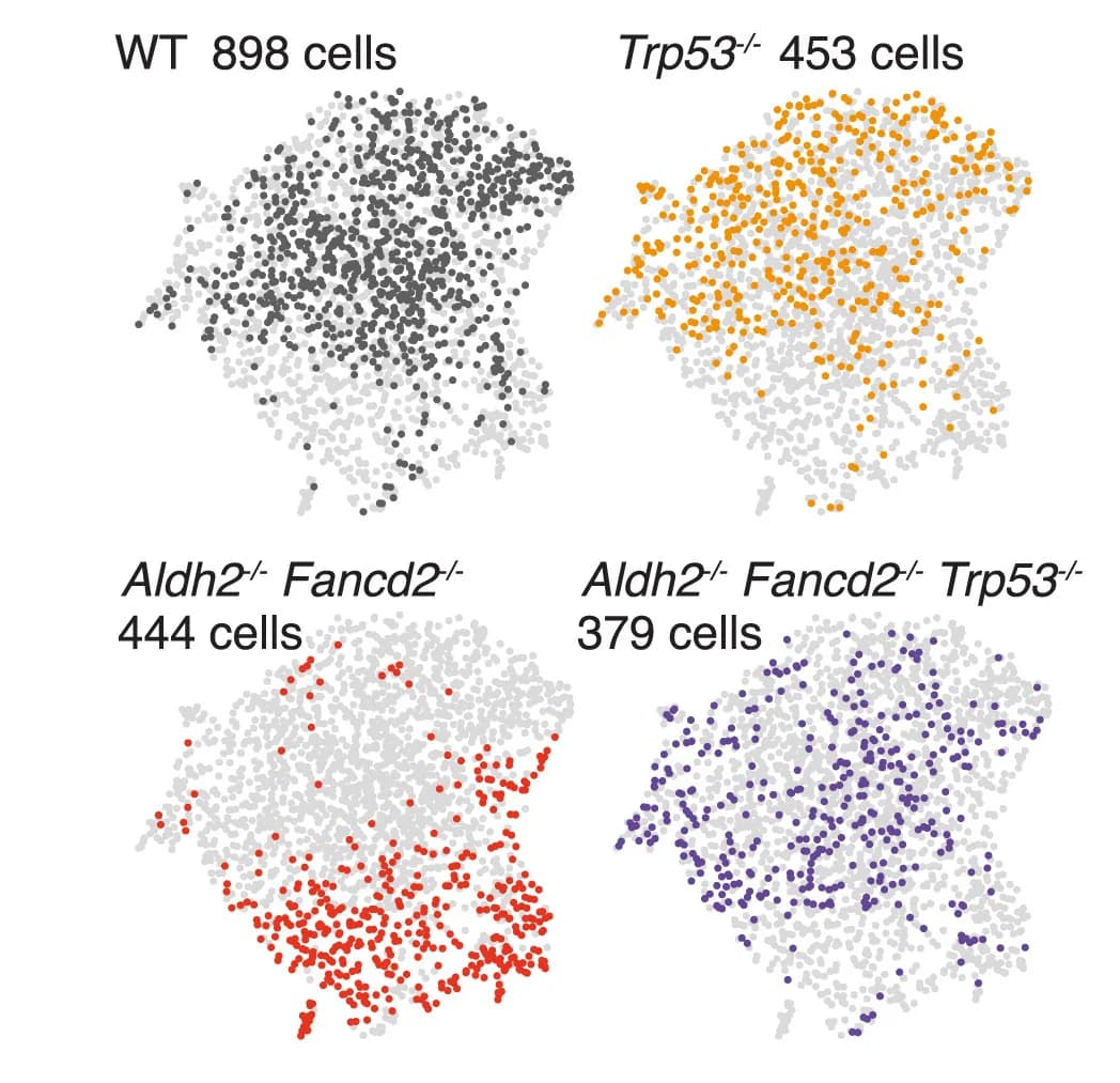 Open access visualization of Scatter Plot, UMAP, LKS Transcriptomes, Trp53-/-, Aldh2-/-Fancd2-/-Trp53-/-