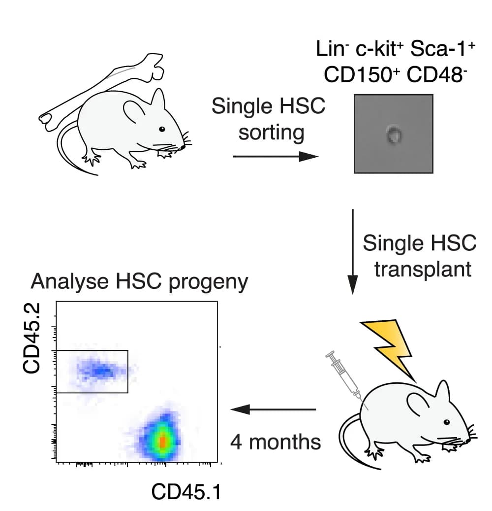 Open access visualization of Workflow, LT-HSC Transplantation, Myeloid Progeny, Lymphoid Progeny