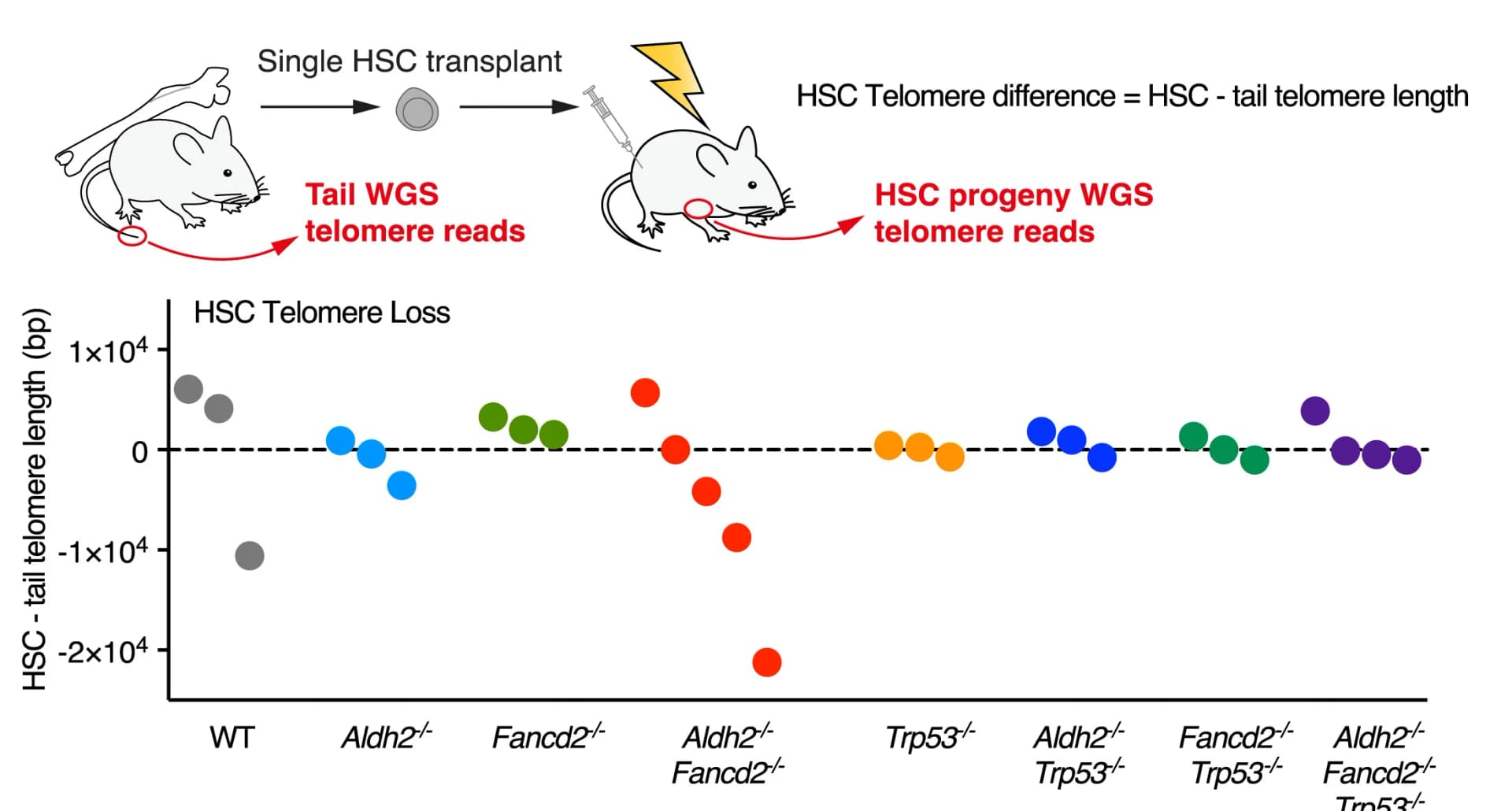 Open access visualization of Scatter Plot, Telomere Length Estimation, WGS, LT-HSCs, HSC Telomere Difference