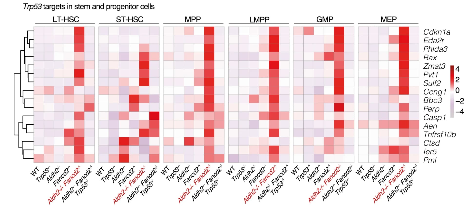 Open access visualization of Heatmap, Clustered, p53 Target Genes, HSPC, Aldh2-/-Fancd2-/-