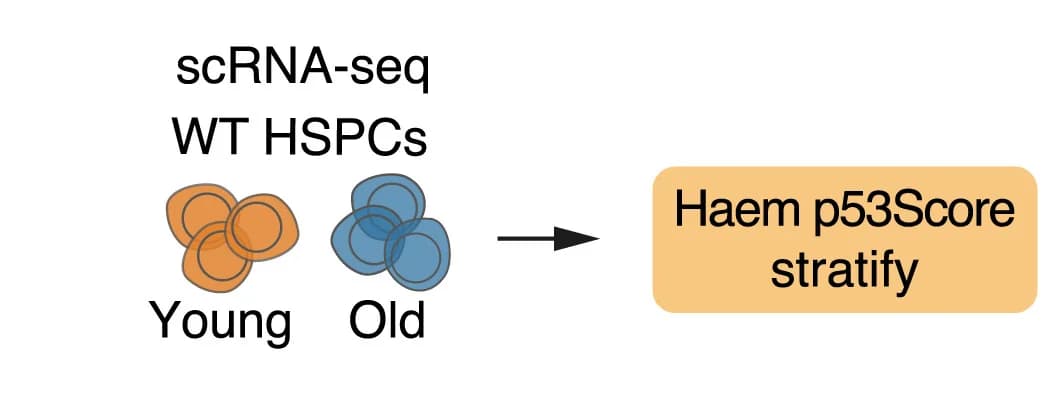 Open access visualization of Workflow, Flowchart, Illustration, scRNA-seq, LT-HSCs