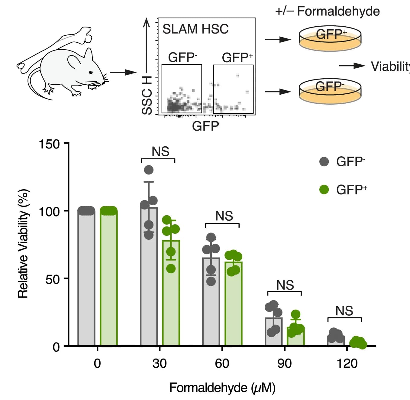 Open access visualization of Bar Plot, Error Bars, Scatter Plot, Workflow, Ex Vivo Cultures