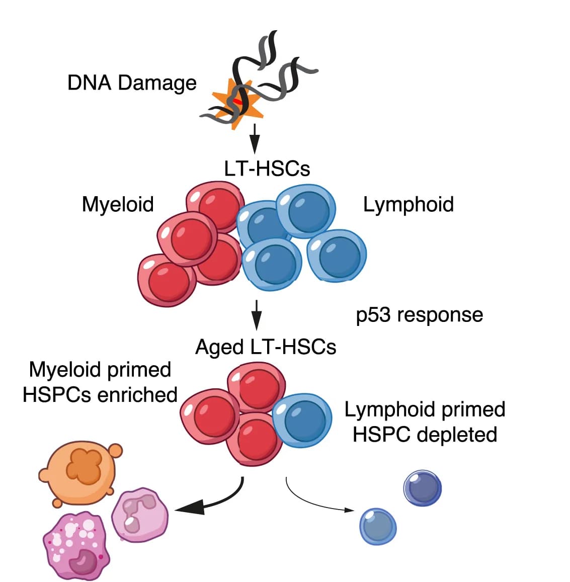 Open access visualization of Workflow, Illustration, DNA Damage, p53-dependent Response, HSCs