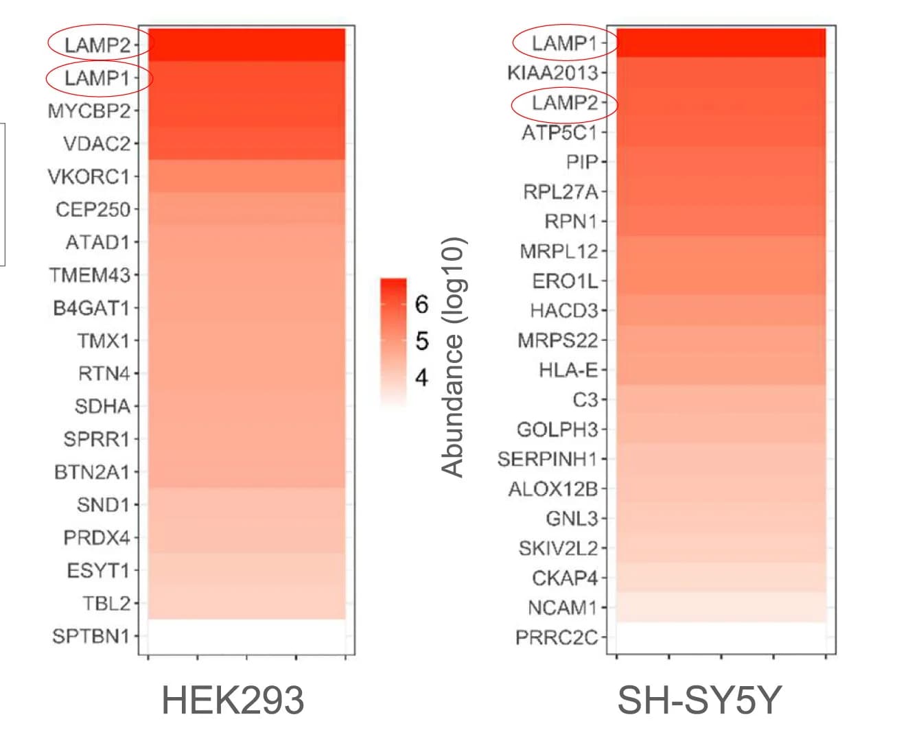 Open access visualization of Heatmap, TMEM175, HEK293 Cells, SH-SY5Y Cells, Pull-Down Assay