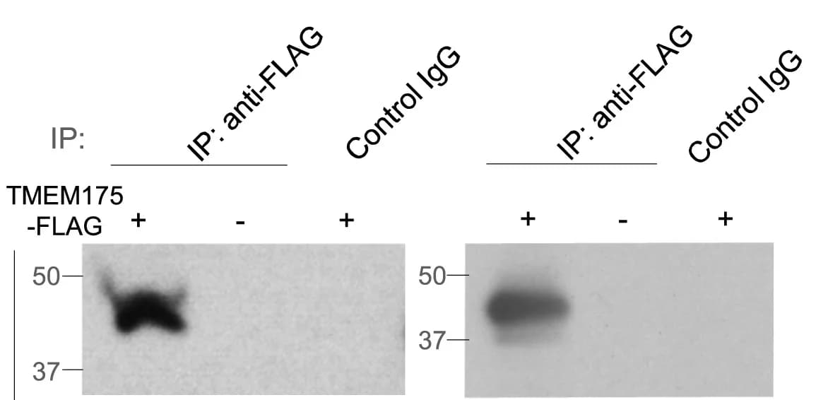 Open access visualization of Gel, Co-Immunoprecipitation, TMEM175, LAMP Proteins, HEK293 Cells