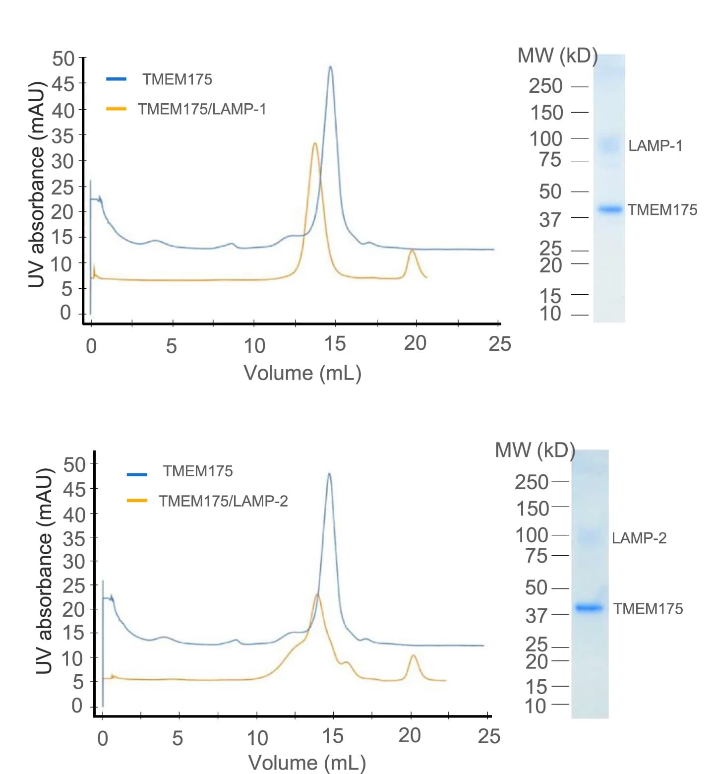 Open access visualization of Line Plot, Gel, Gel Filtration, SDS-PAGE, TMEM175