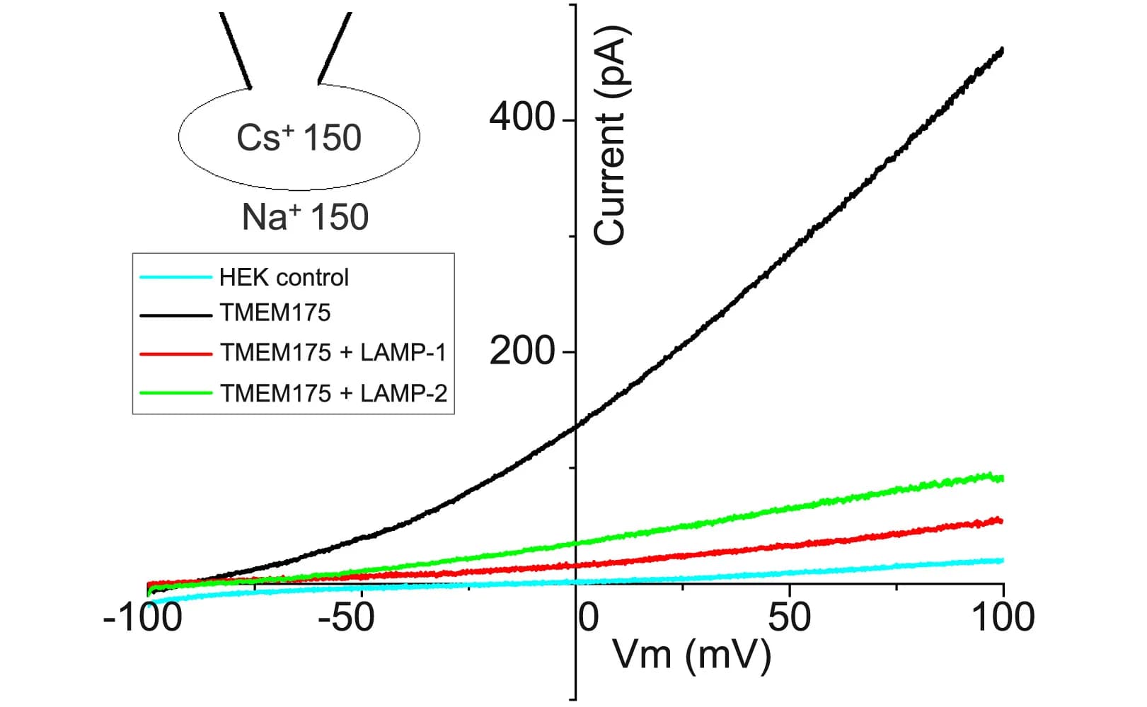 Open access visualization of Line Plot, I-V Curves, HEK293 Cells, TMEM175, LAMP-1