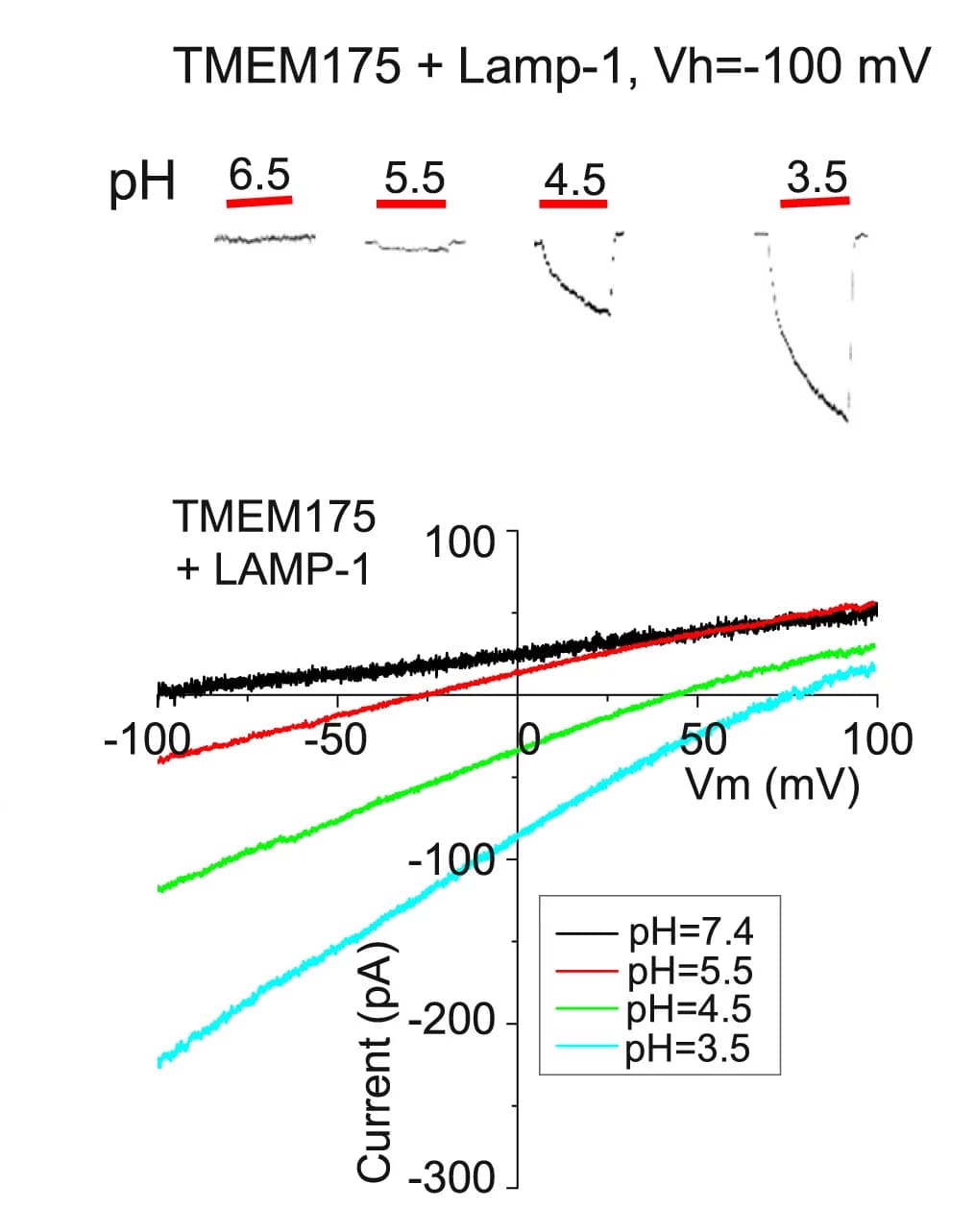 Open access visualization of Line Plot, Line Step, Luminal Acidic pH Activation, I-V Curves, TMEM175