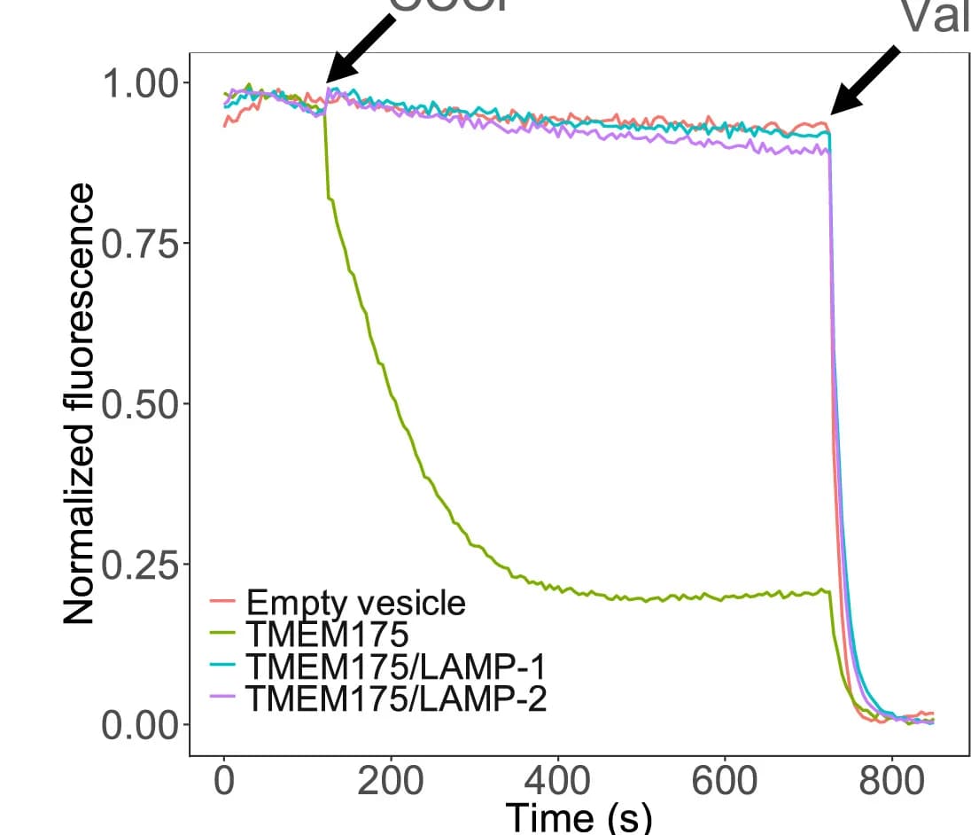 Open access visualization of Line Plot, K+-Flux Assay, Proteoliposomes, TMEM175, LAMP Complexes
