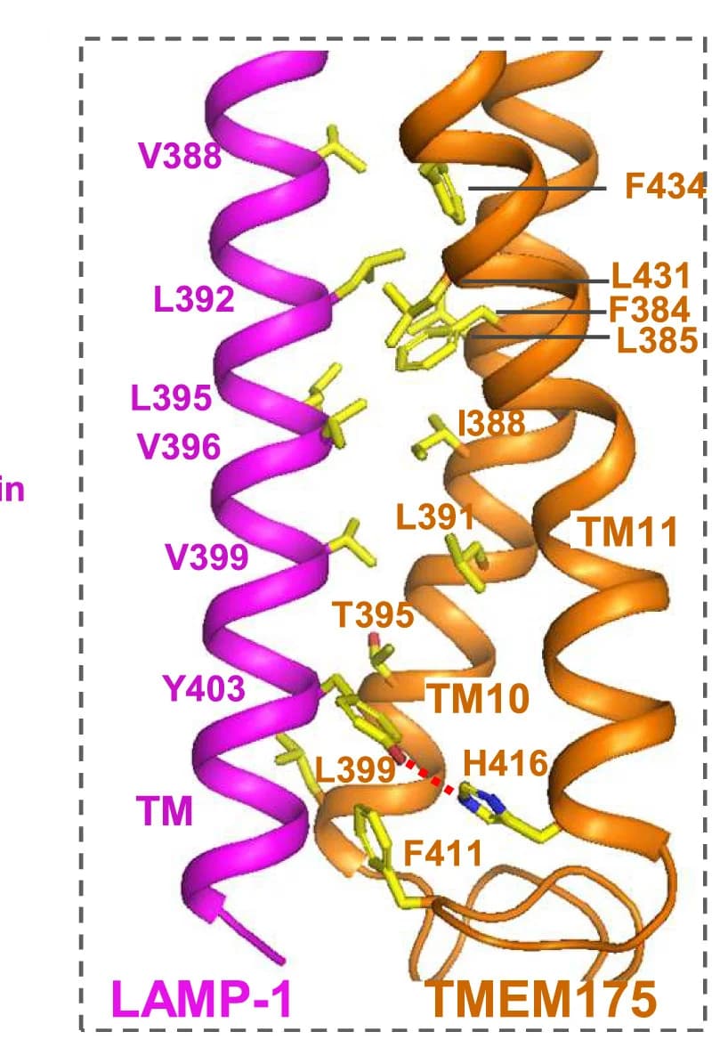 Open access visualization of Protein Structure, Chemical Structure, LAMP-1, TMEM175, Transmembrane domain
