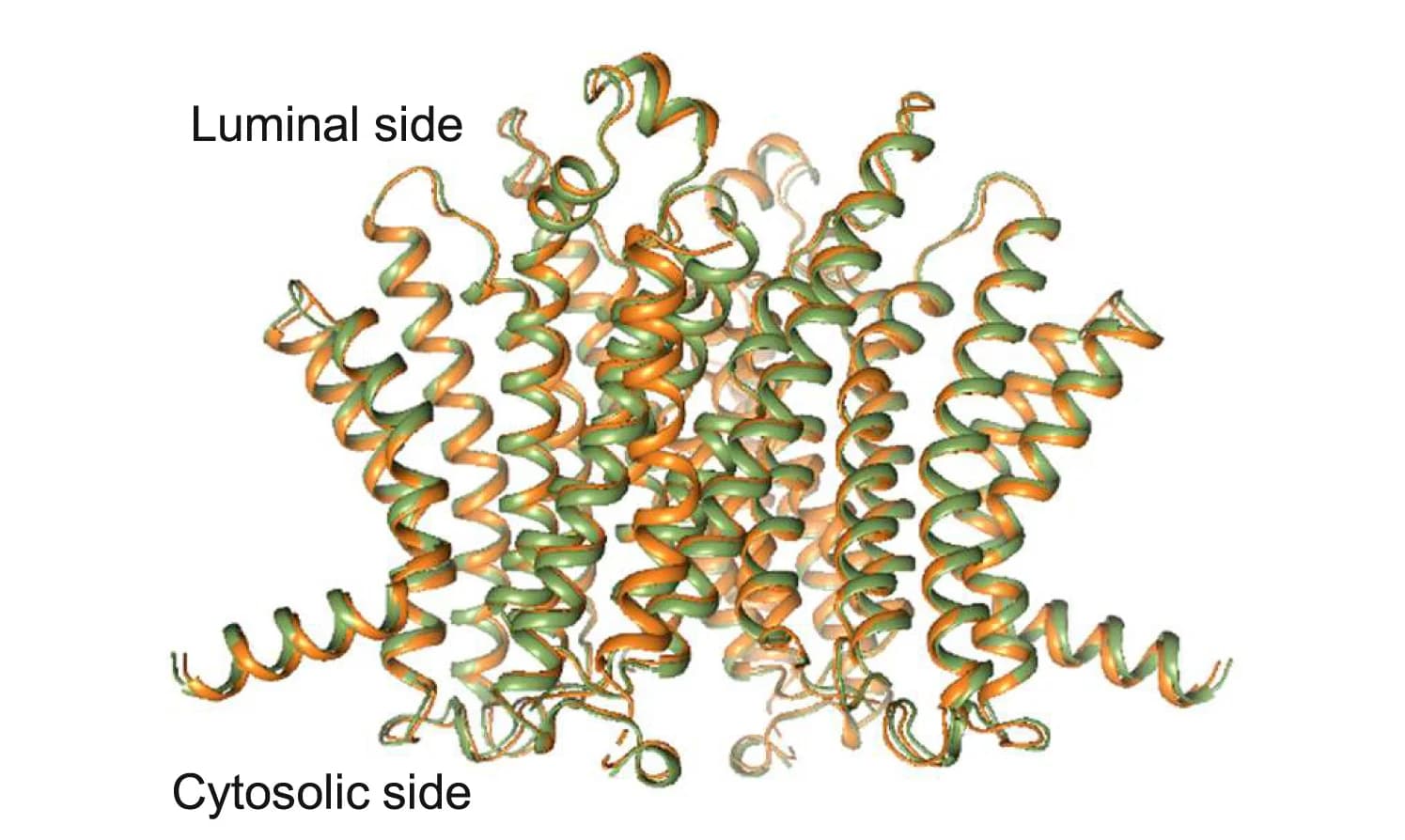 Open access visualization of Protein Structure, TMEM175, LAMP-1, Protein Conformation