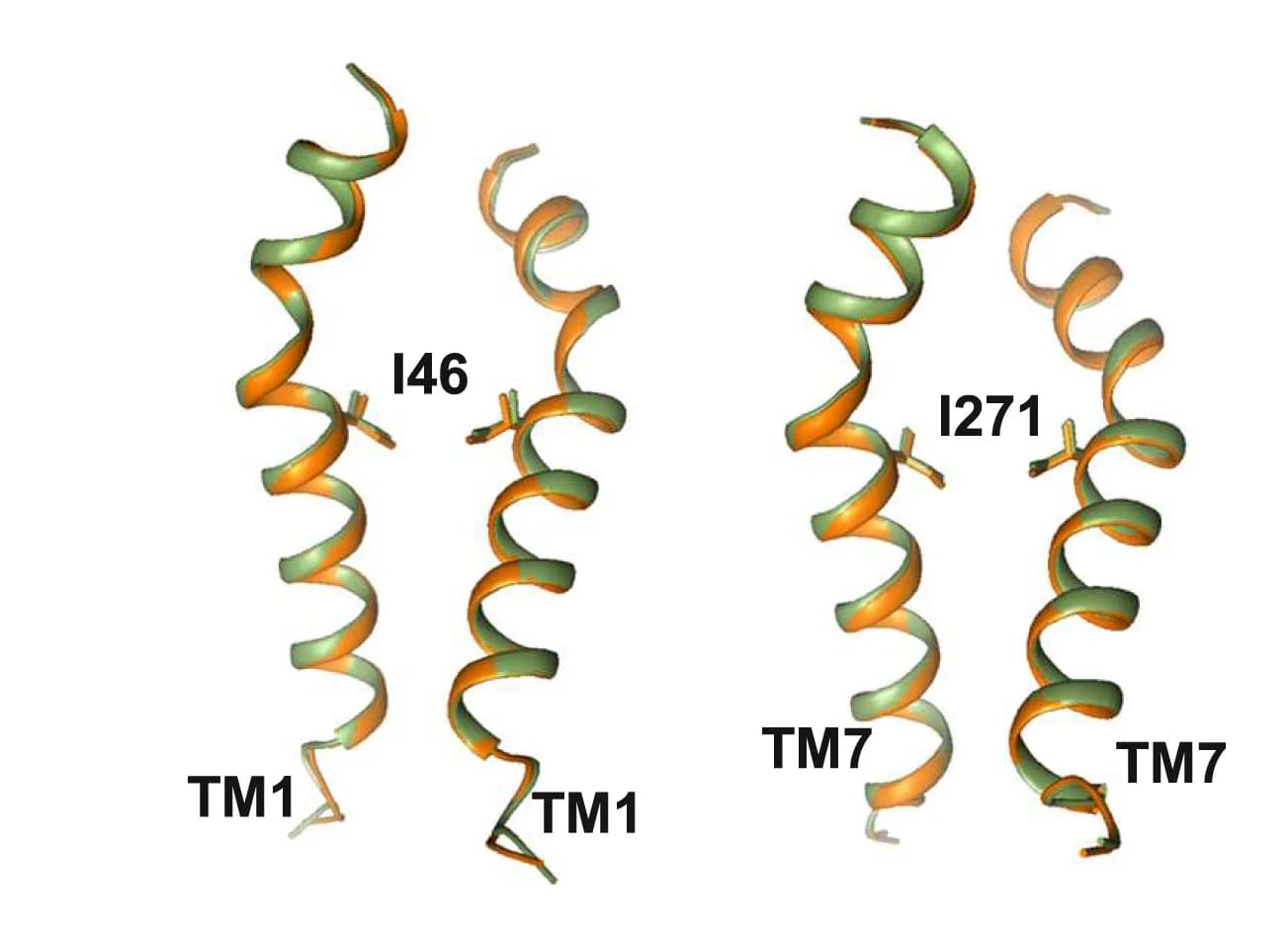 Open access visualization of Protein Structure, TMEM175, Ion channel, Pore structure, Transmembrane domain