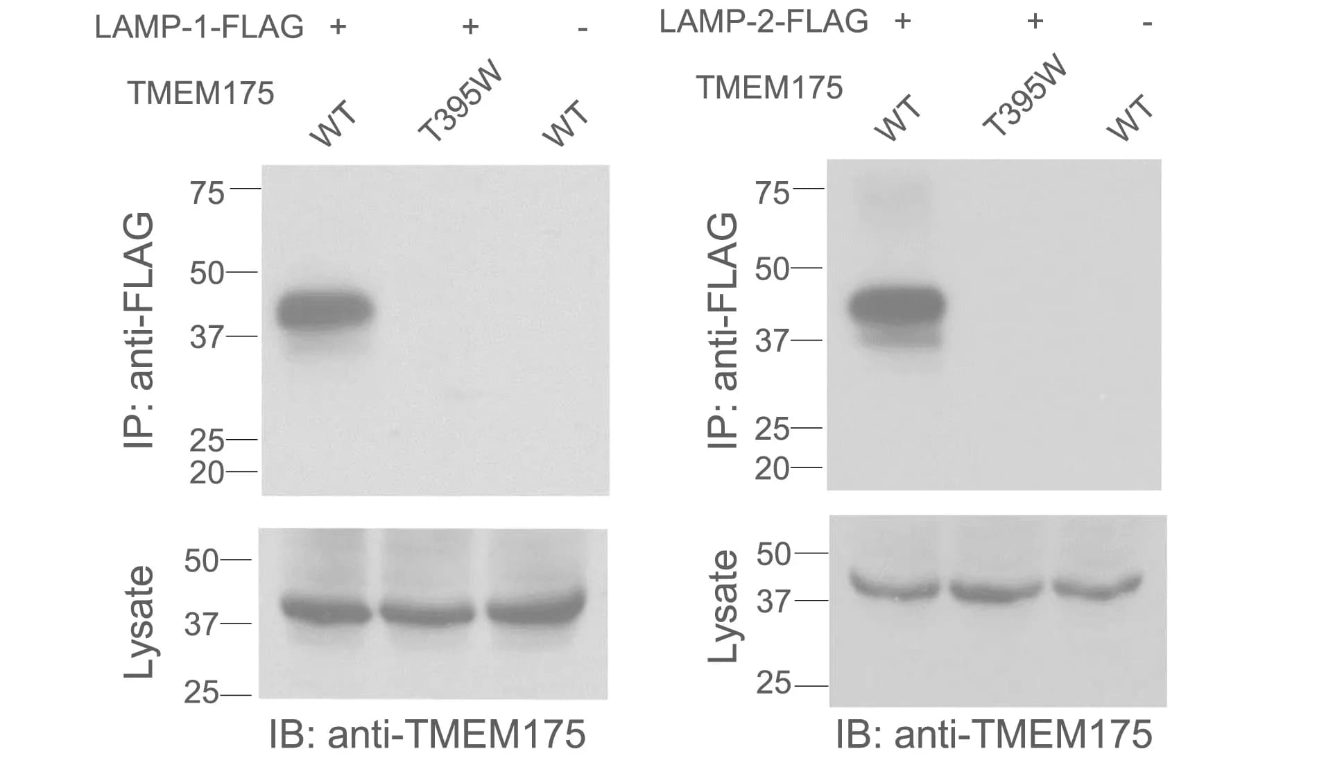 Open access visualization of Gel, LAMP-1, LAMP-2, TMEM175, CoIP