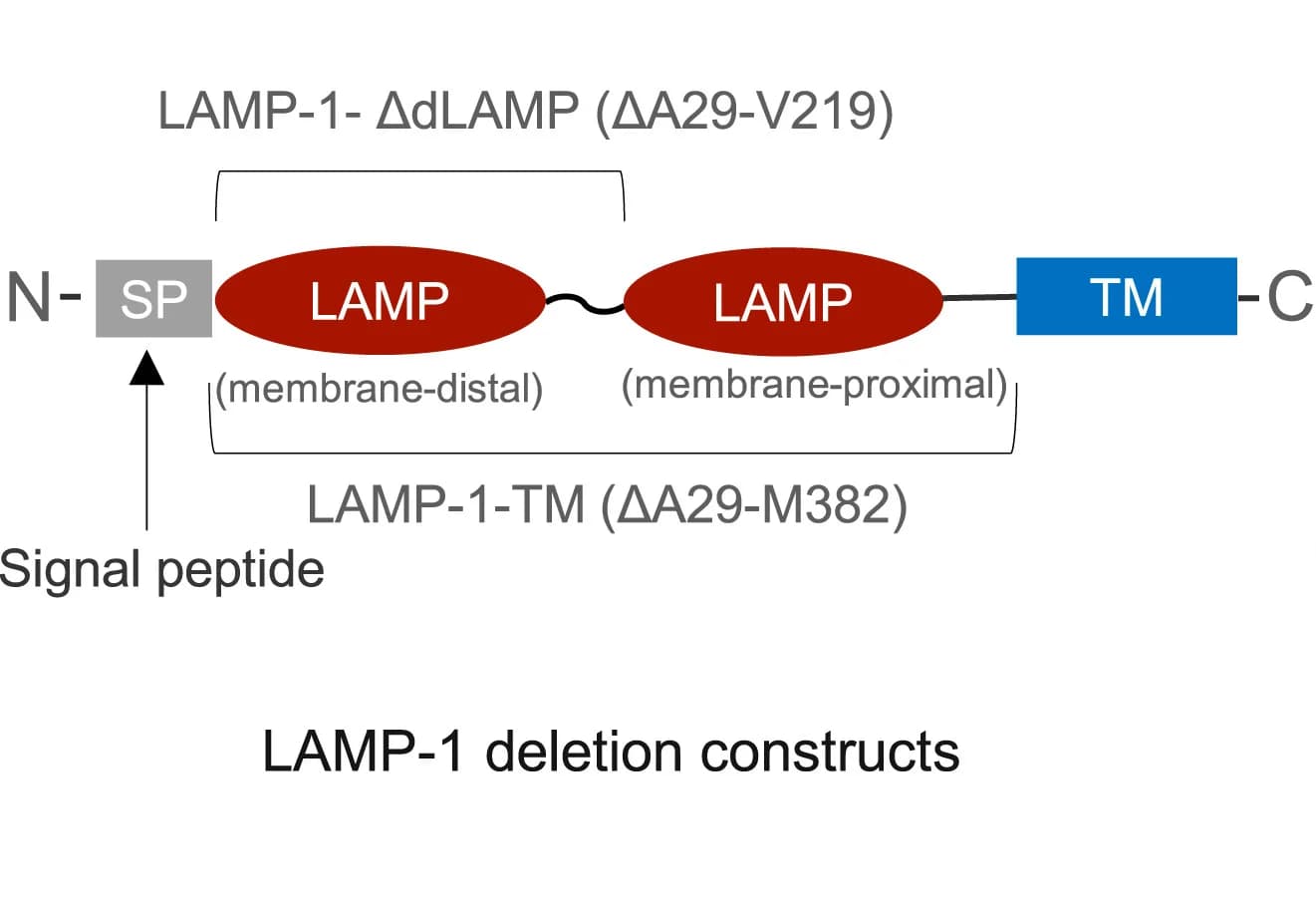 Open access visualization of Illustration, LAMP-1, Deletion Mutants, Constructs