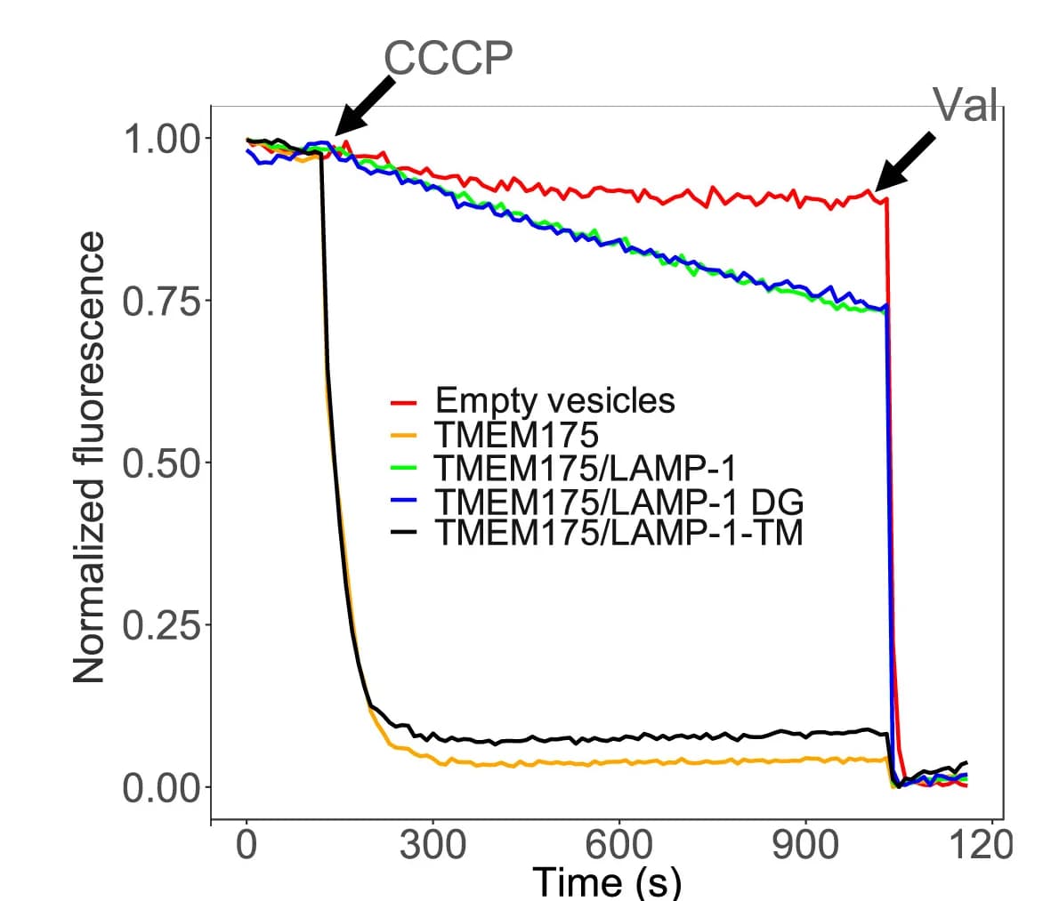 Open access visualization of Line Plot, K+-flux Assay, Proteoliposomes, TMEM175, LAMP-1