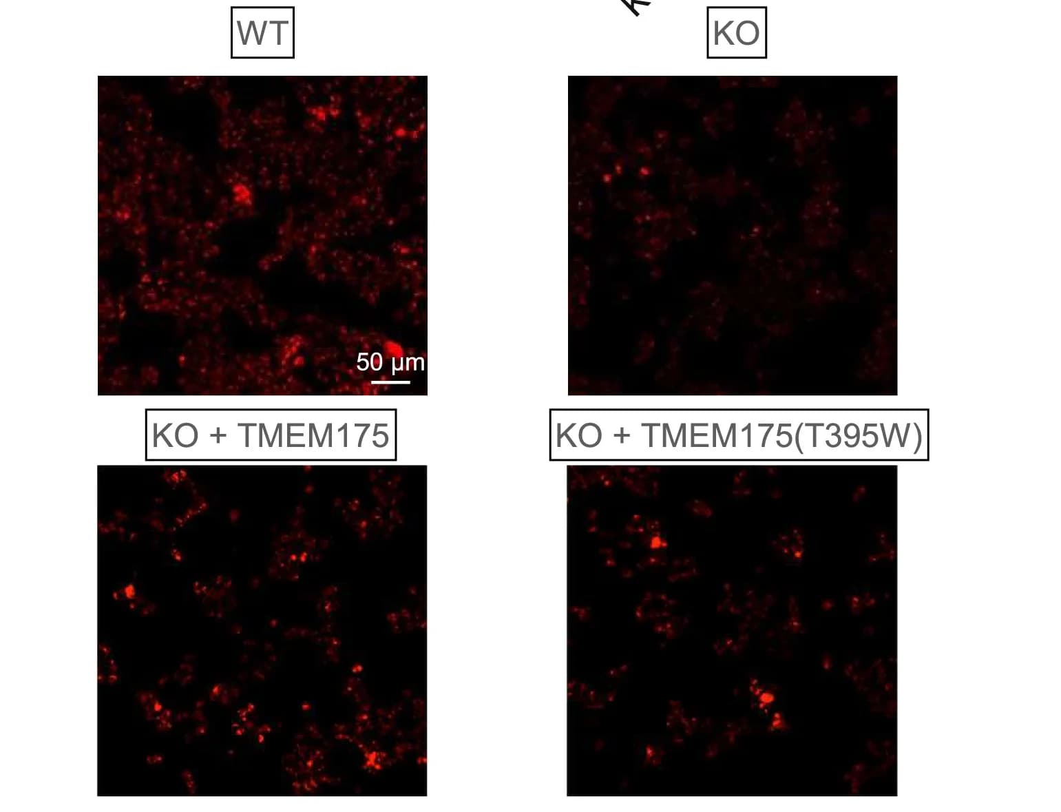 Open access visualization of Microscopy, DQ-BSA-red staining, WT HAP1 cells, KO HAP1 cells, TMEM175