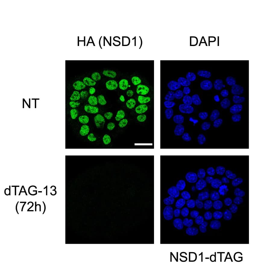 Open access visualization of Microscopy, Immunofluorescence, NSD1-dTAG mESCs, mESCs
