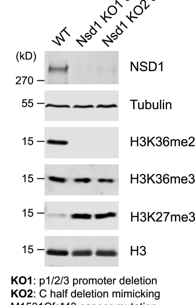 Open access visualization of Gel, Western Blots, Cell Extracts, mESCs, Actin