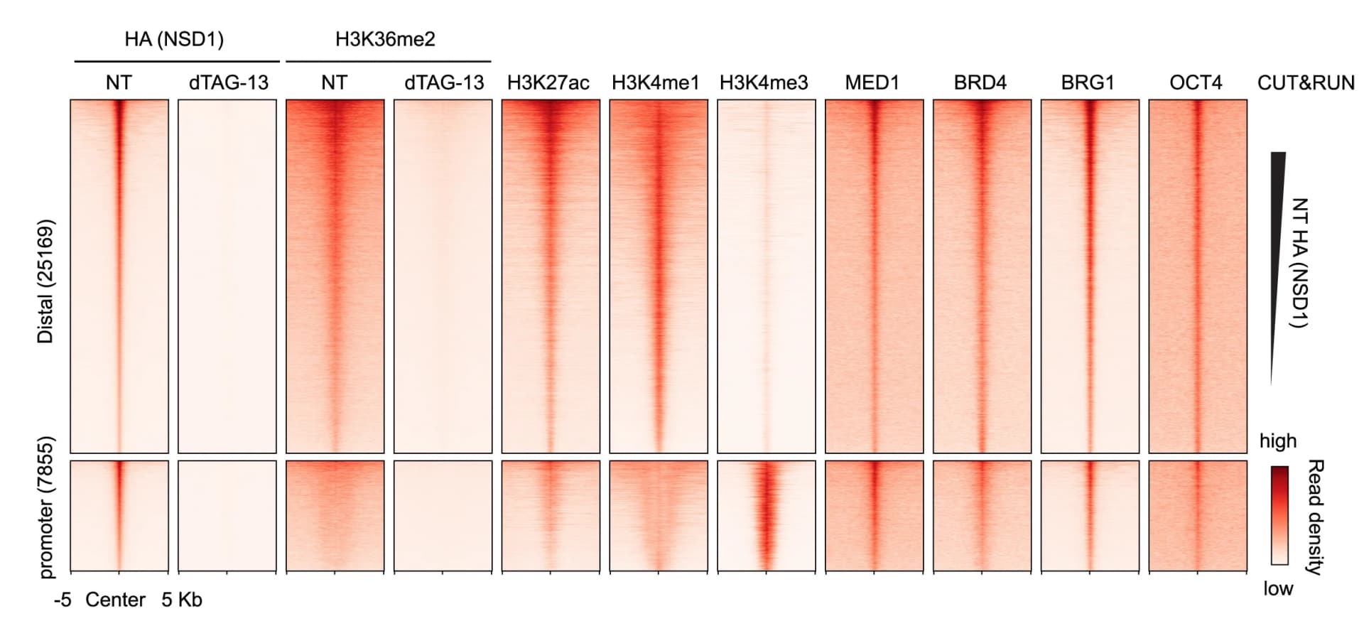Open access visualization of Heatmap, Chromatin features, NSD1-occupied promoter regions, Promoter-distal regions