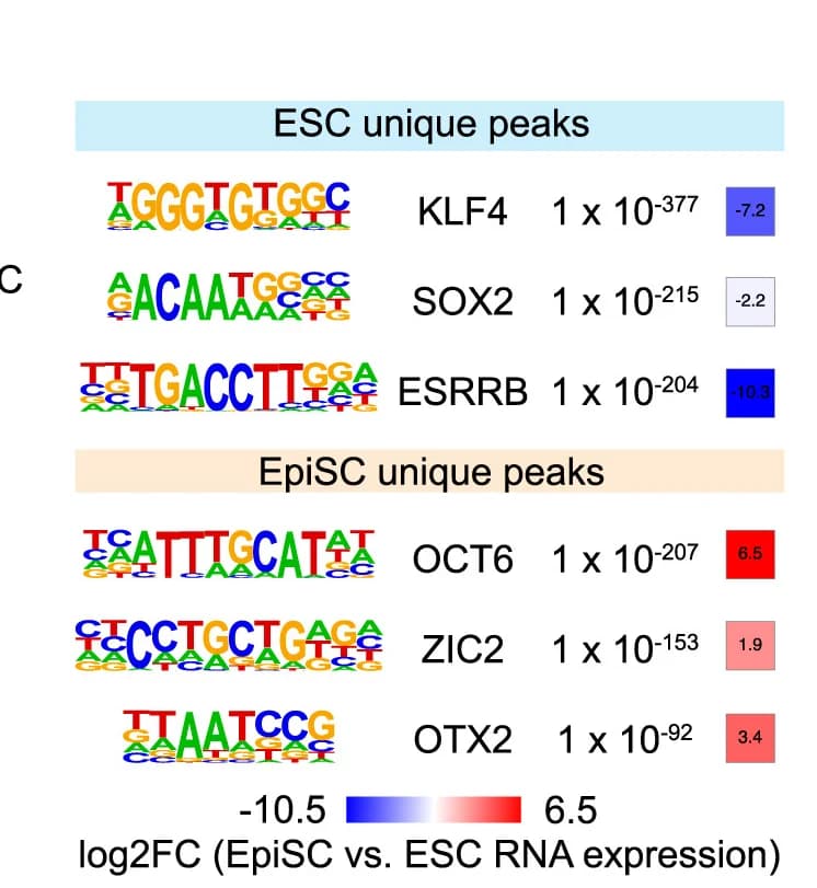 Open access visualization of Table Image, De novo motifs, ESCs, EpiSC, NSD1 peaks