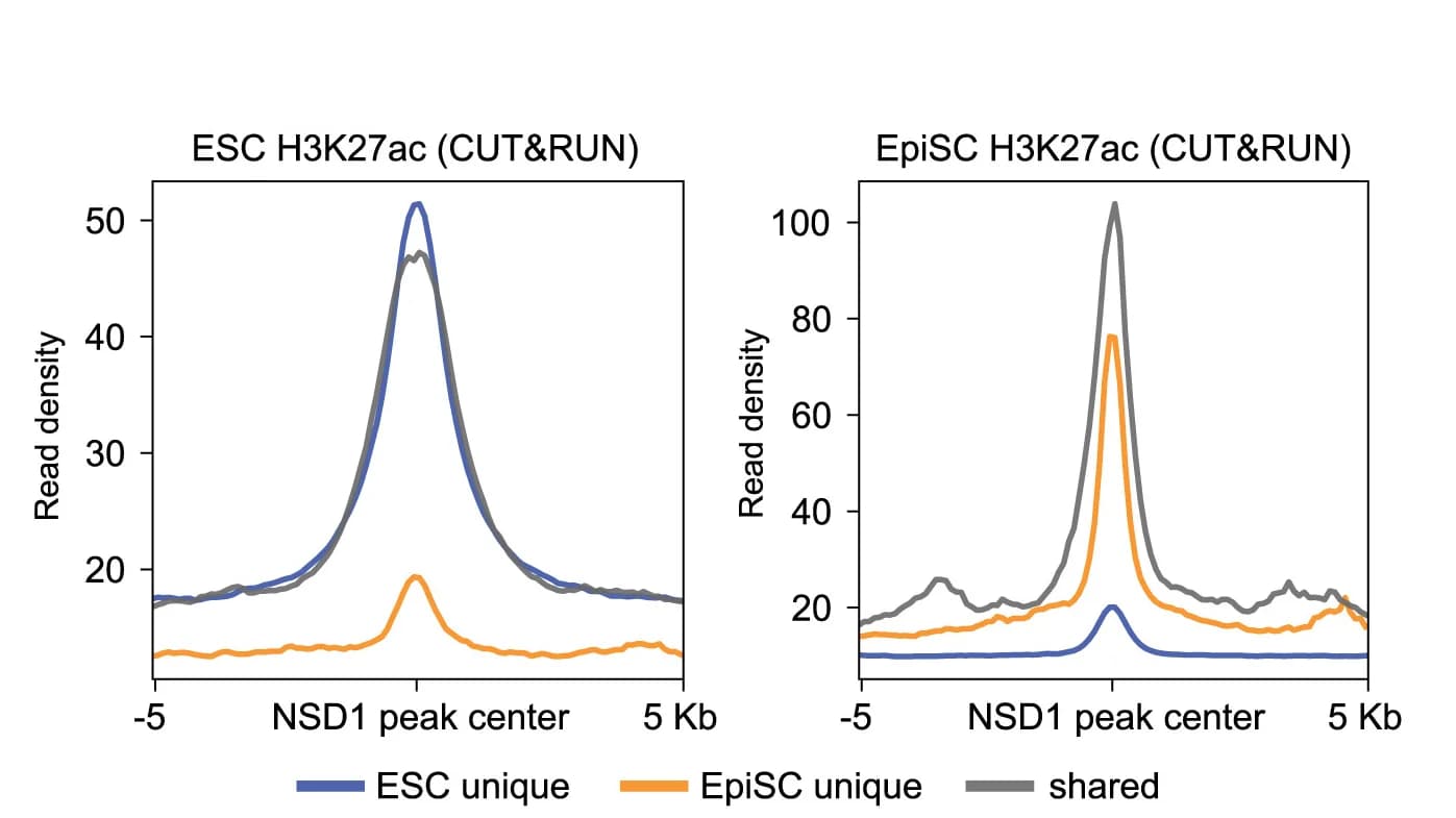 Open access visualization of Line Plot, Average profile, H3K27ac occupancy, ESCs, EpiSCs