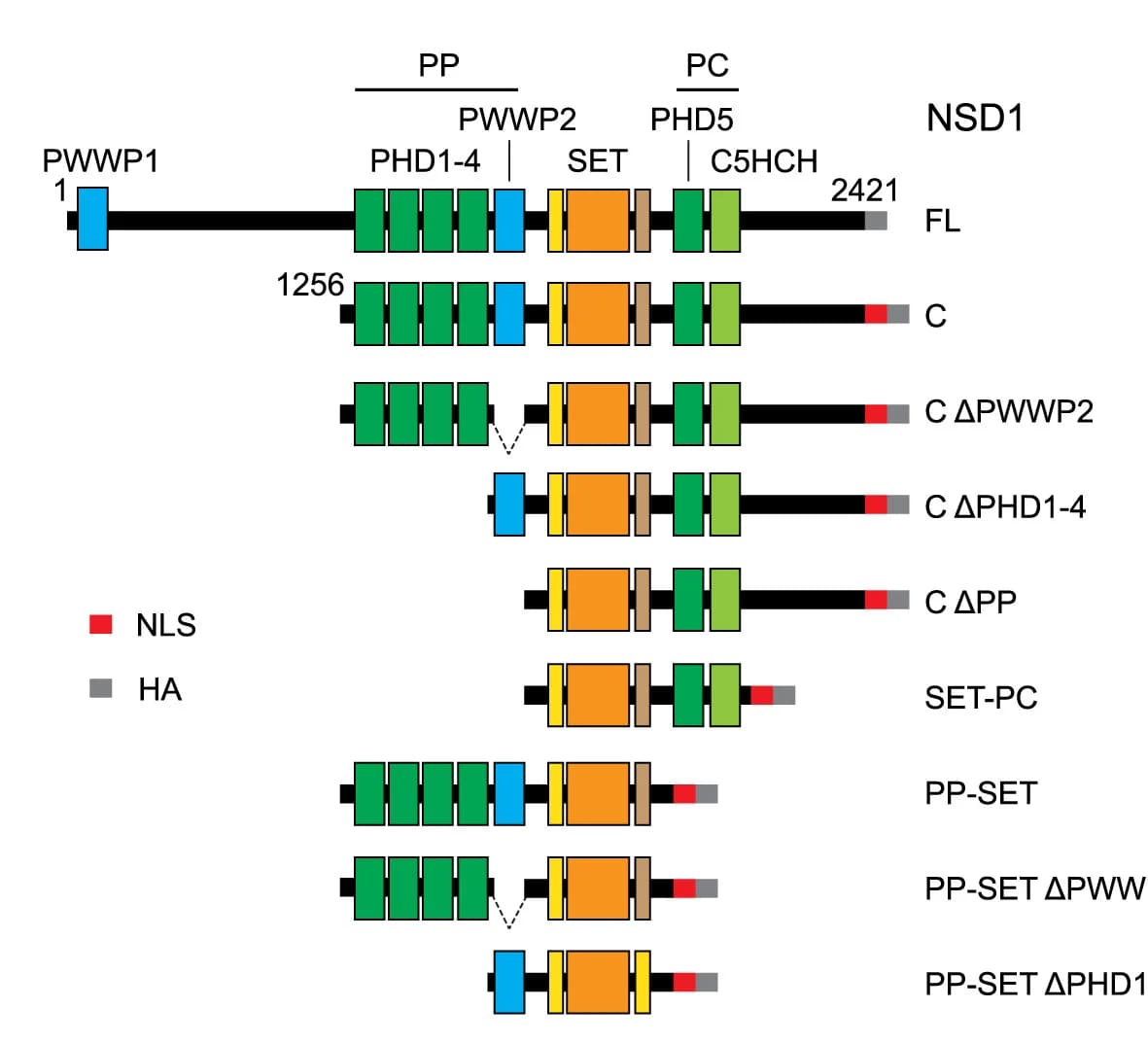 Open access visualization of Illustration, NSD1, qPHD-PWWP, PhD-C5HCH, Nuclear Localization Sequence