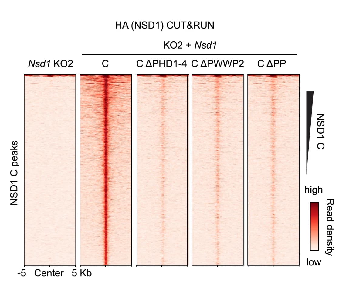 Open access visualization of Heatmap, NSD1 C