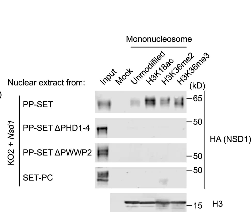 Open access visualization of Gel, Western Blot, Nucleosome Pull-Down Assay, Recombinant Nucleosomes, mESC Nuclear Extracts