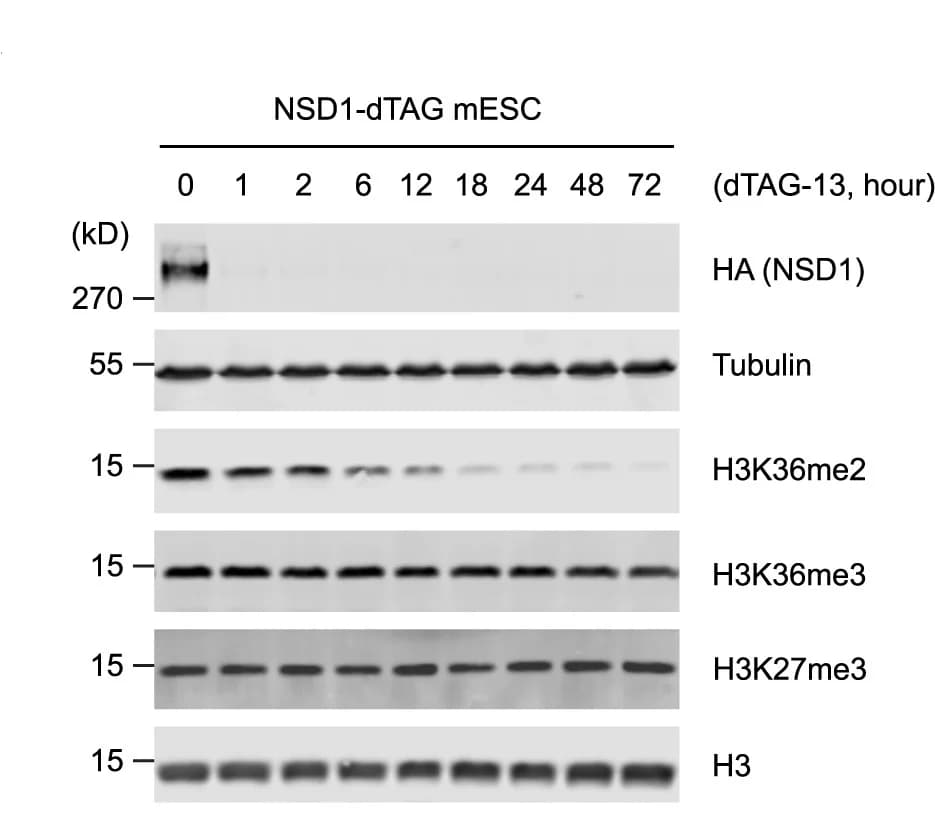 Open access visualization of Gel, Western Blots, Cell Extracts, Tubulin, H3