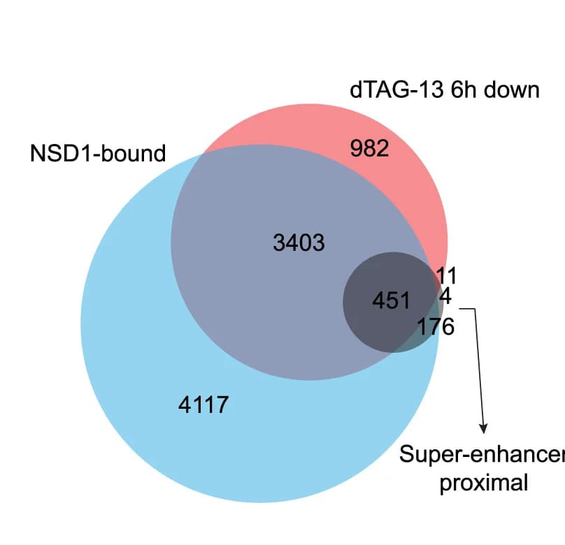 Open access visualization of Venn Diagram, Genes, dTAG-13 Treatment, NSD1, Enhancers