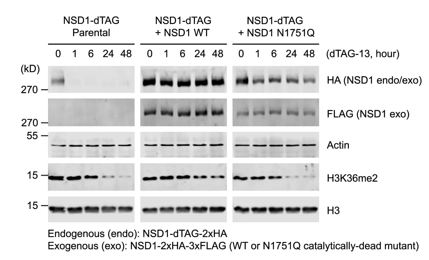 Open access visualization of Gel, Western Blots, Whole-Cell Extracts, mESCs, Actin