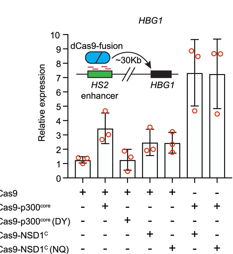Open access visualization of Bar Plot, Error Bars, RT-qPCR, HBG1, HEK293T Cells