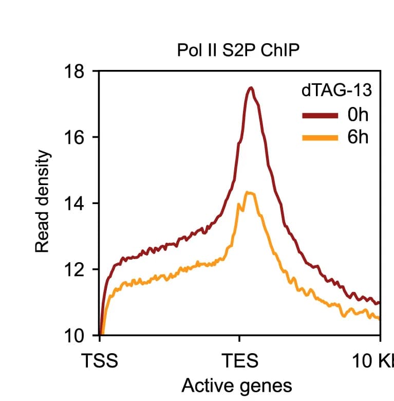 Open access visualization of Line Plot, RNA Pol II S2P Occupancy, Active Gene Body, Transcription End Site