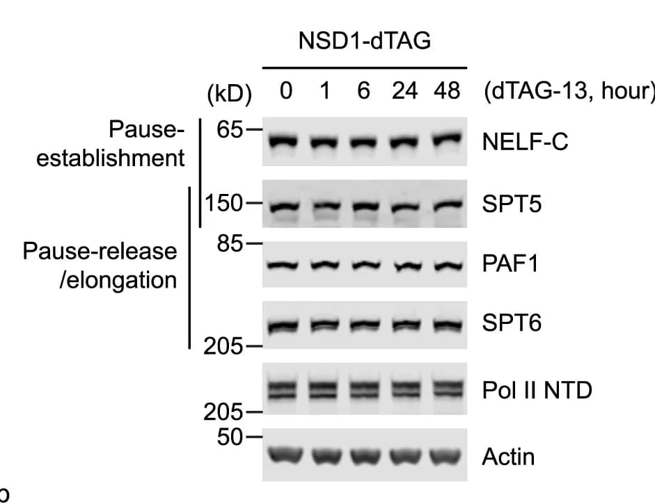 Open access visualization of Gel, Western Blots, Whole-cell Extracts, NSD1-dTAG mESCs
