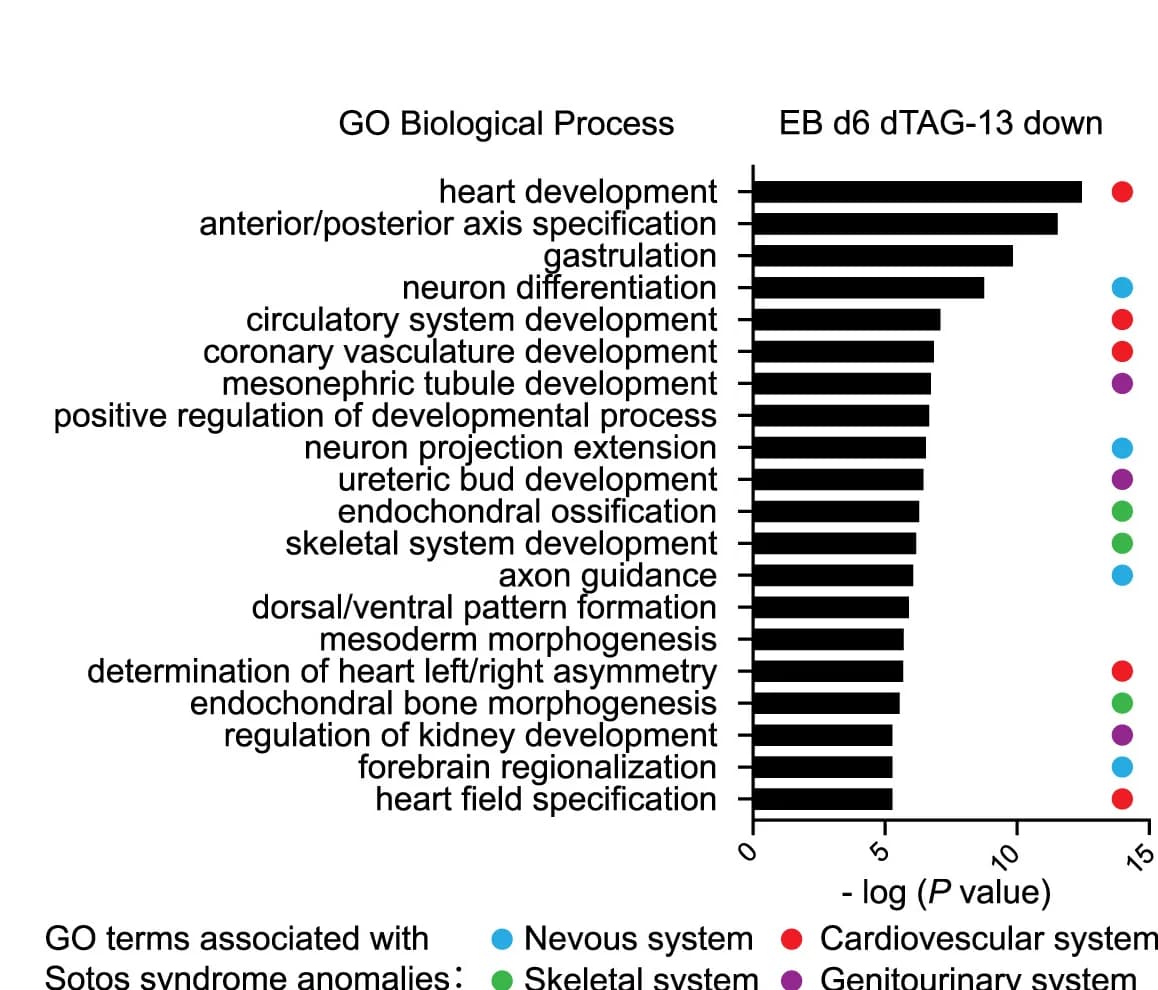 Open access visualization of Bar Plot, Gene Ontology, dTAG-13, Downregulated Genes