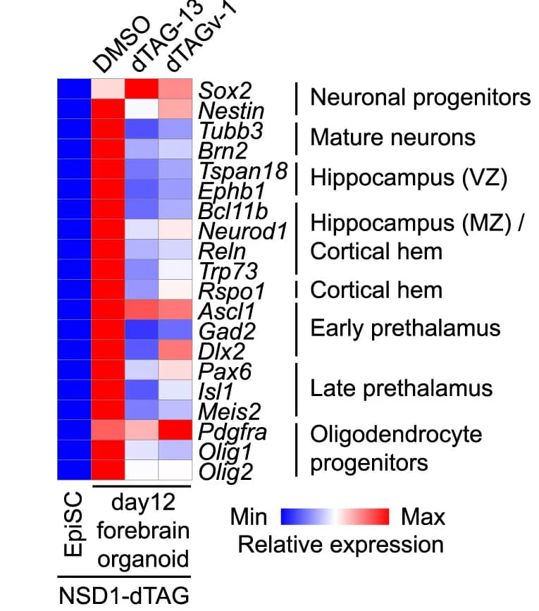 Open access visualization of Heatmap, RT-qPCR, Forebrain Organoid, NSD1-dTAG EpiSCs