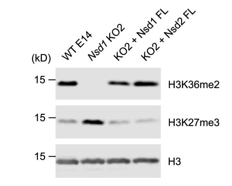 Open access visualization of Gel, Western Blots, Whole-cell Extracts, mESCs, H3