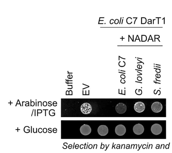 Open access visualization of Gel, NADAR, DarT1, Toxicity, Rescue Assay