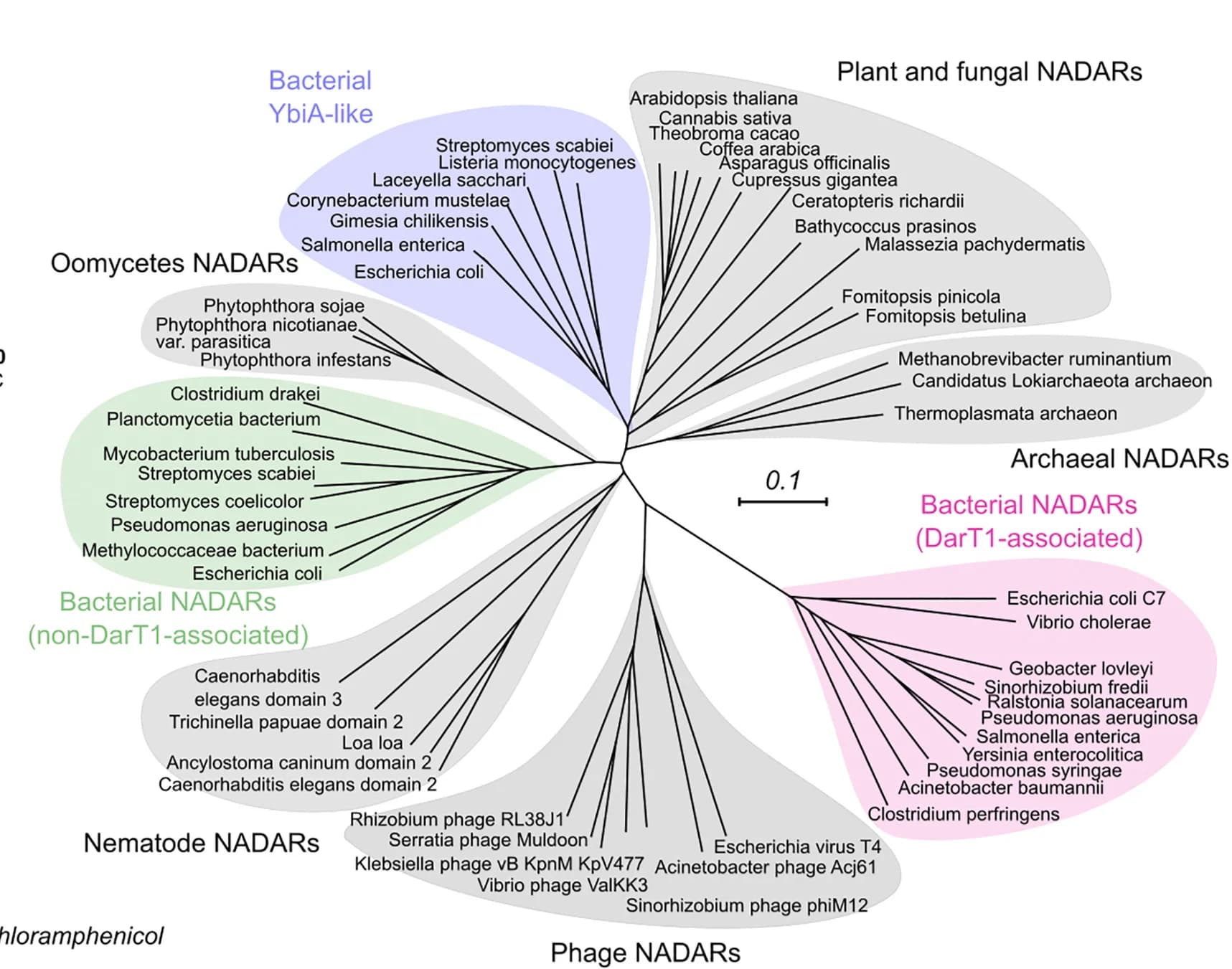 Open access visualization of Network, Pathway, Phylogenetic Tree, NADAR Superfamily, Archaea