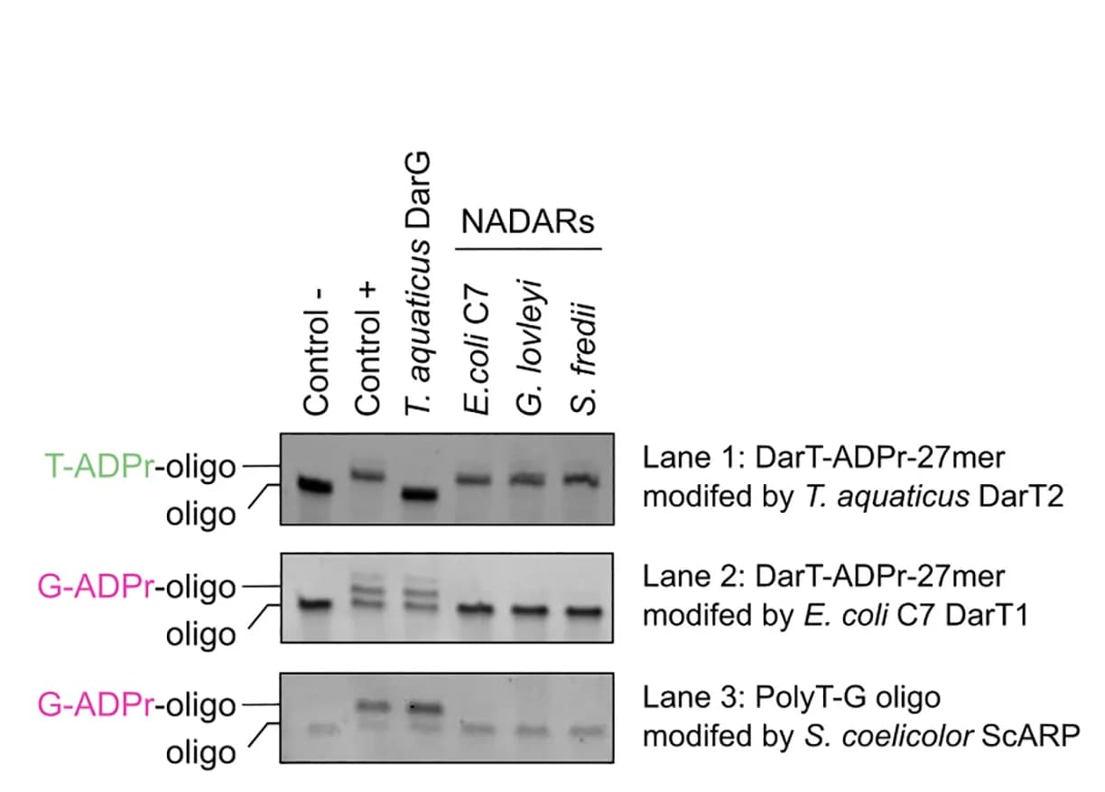 Open access visualization of Gel, NADARs, ADP-ribosylation, Guanine, Thymine
