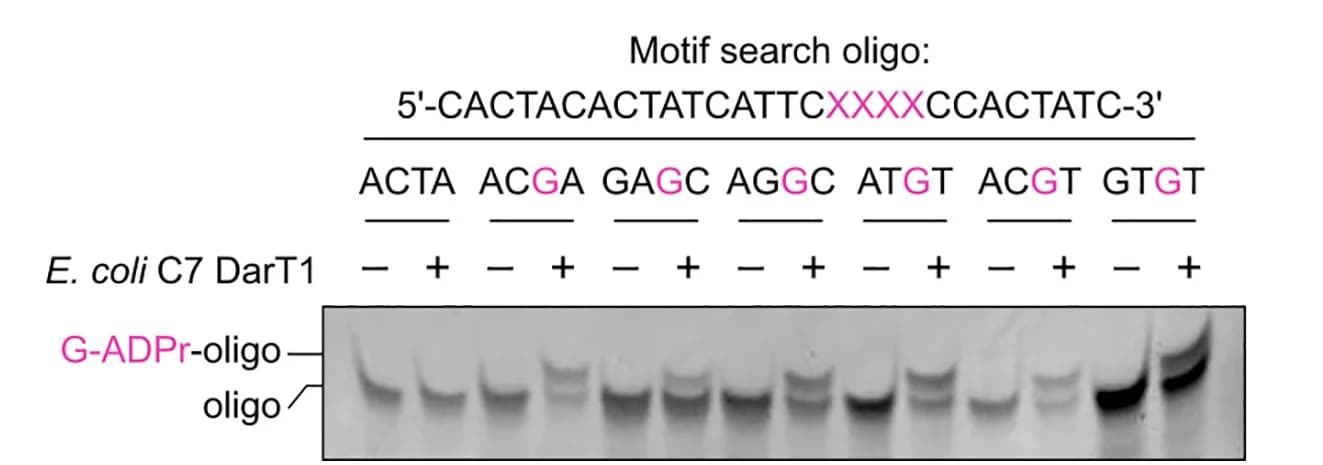 Open access visualization of Gel, In Vitro Assay, ADP-ribosylation, E. coli, DarT1