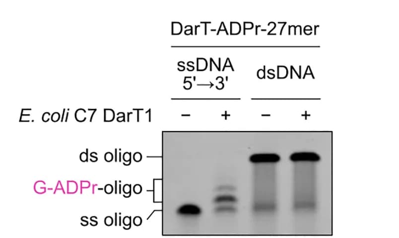 Open access visualization of Gel, In Vitro Assay, ADP-ribosylation, E. coli, DarT1